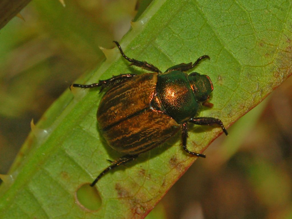 Uno scarabeo bronzeo da determinare: Mimela junii
